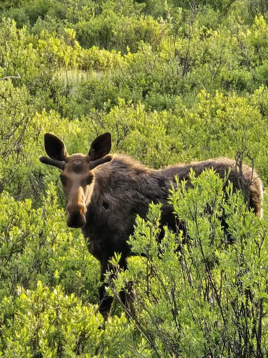 East Fork Campground Picture 3