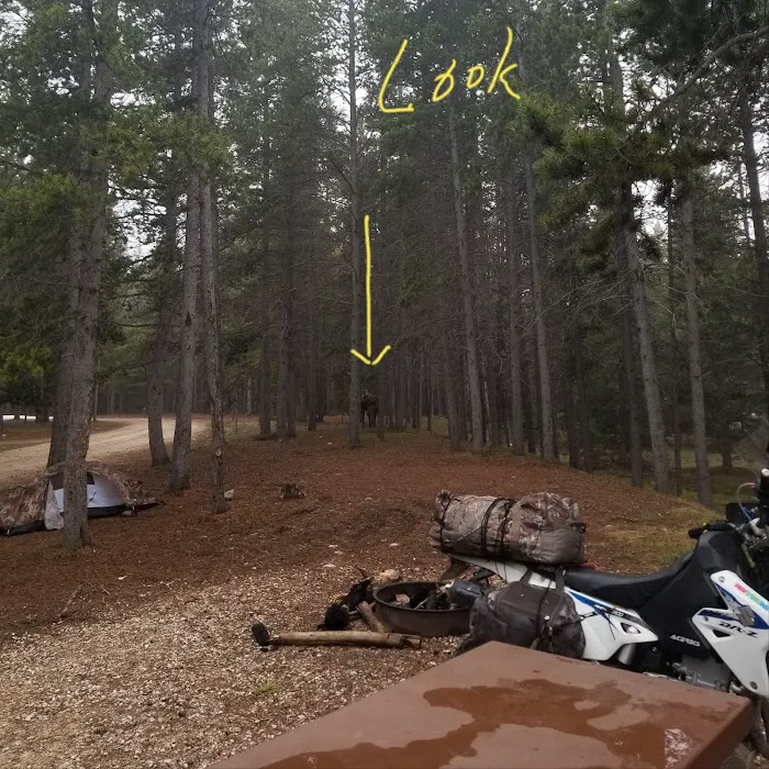 East Fork Campground Picture 6