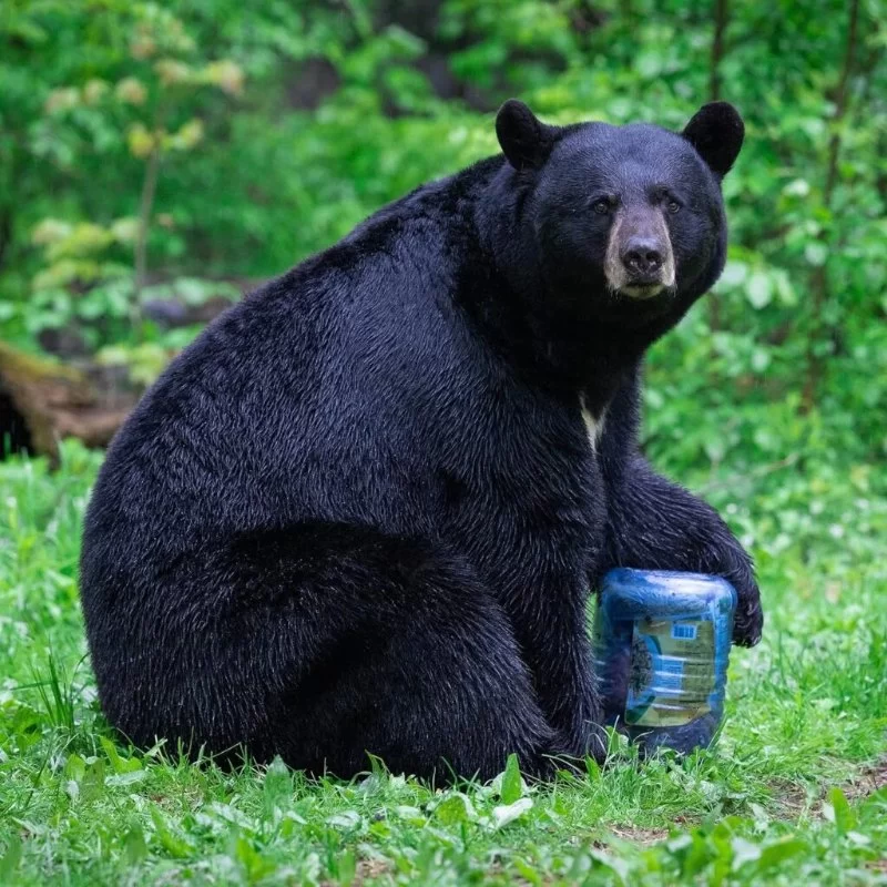 How to Use Bear Canisters & Food Storage on Bear Country Trips: Essential Tips