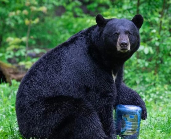 How to Use Bear Canisters & Food Storage on Bear Country Trips: Essential Tips