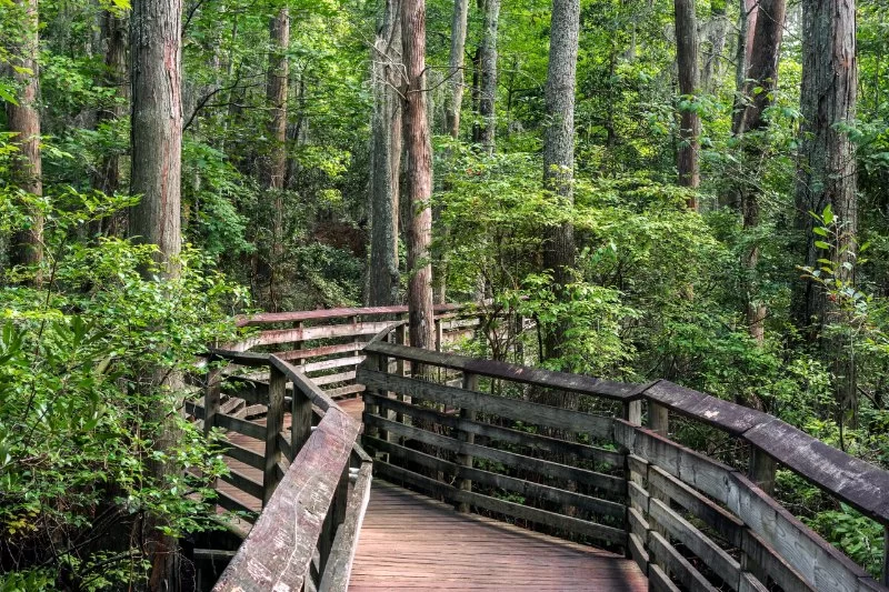 Best U.S. Campgrounds for Forest Bathing & Trails – Reconnect with Nature