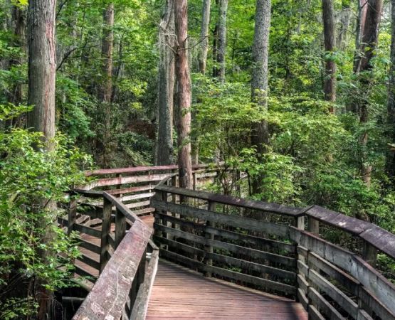 Best U.S. Campgrounds for Forest Bathing & Trails – Reconnect with Nature