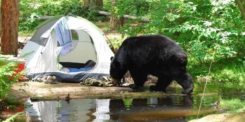How to Plan a Safe Camping Trip in Bear or Wildlife Territory — Food Storage and Noise Tips