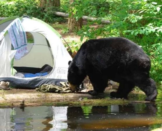 How to Plan a Safe Camping Trip in Bear or Wildlife Territory — Food Storage and Noise Tips