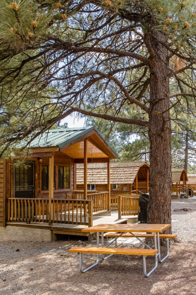 Best Campgrounds With Tall Pine Trees for a Perfect Outdoor Experience