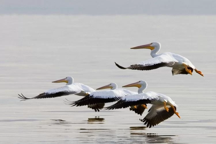 Top Campgrounds for Bird Migration Viewing