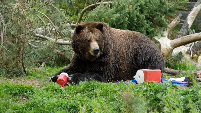 Weather and Campfire Safety Tips: How to Keep Food Safe from Bears While Camping
