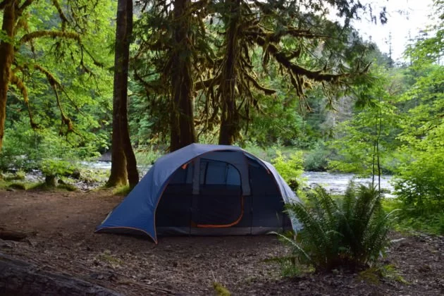 Best Campgrounds Near Olympic National Park for Forest, Coast, and Mountain Adventures